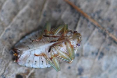 <i>Elasmucha grisea</i>