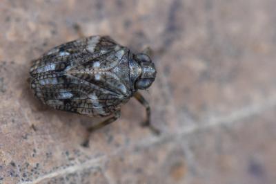 <i>Issus coleoptratus</i>