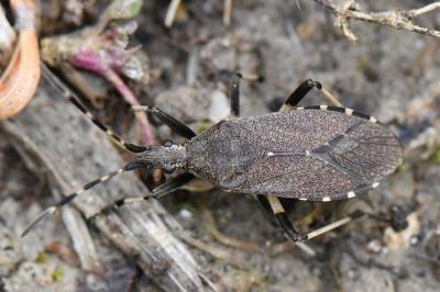 <i>Dicranocephalus agilis</i>