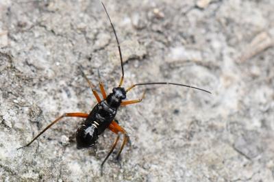 <i>Miris striatus</i>