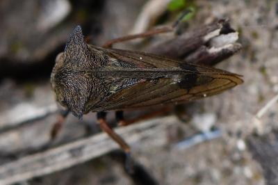 <i>Centrotus cornutus</i>