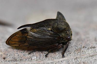<i>Centrotus cornutus</i>