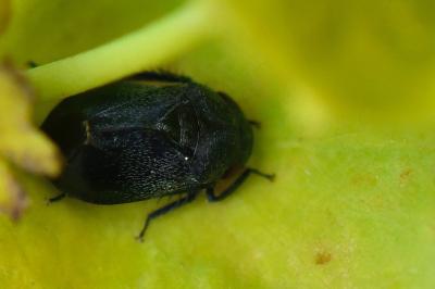 <i>Penthimia nigra</i>
