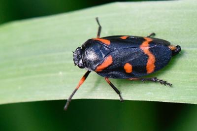 <i>Cercopis intermedia</i>