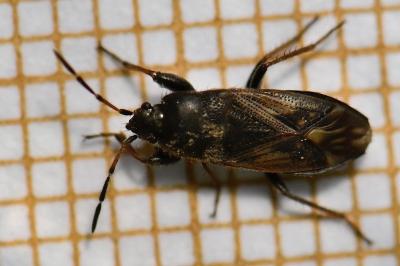<i>Megalonotus emarginatus</i>