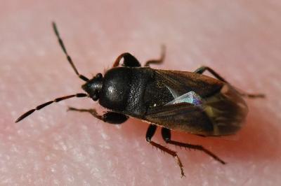 <i>Megalonotus emarginatus</i>