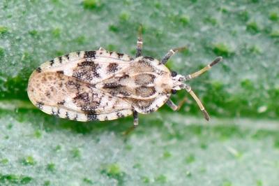 <i>Tingis cardui</i>