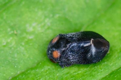 <i>Penthimia nigra</i>