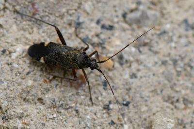 <i>Closterotomus fulvomaculatus</i>