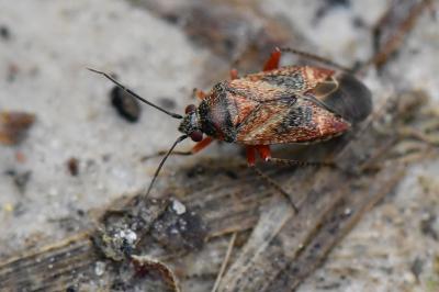 <i>Psallus betuleti</i>