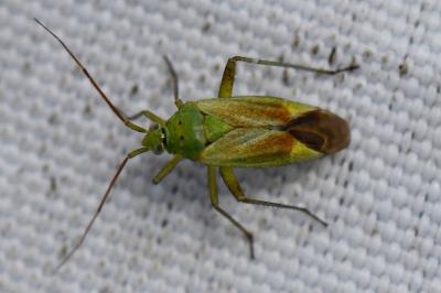 <i>Closterotomus norwegicus</i>