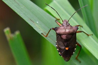 <i>Pentatoma rufipes</i>