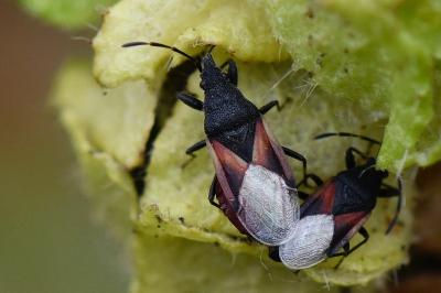 <i>Oxycarenus lavaterae</i>