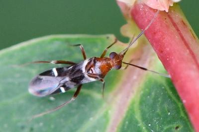 <i>Mimocoris</i>