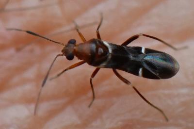 <i>Mimocoris</i>