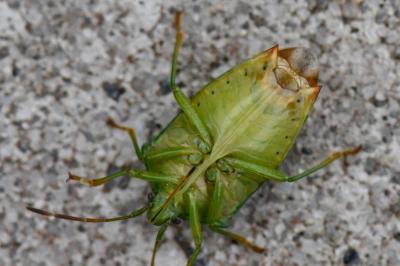 <i>Elasmostethus interstinctus</i>