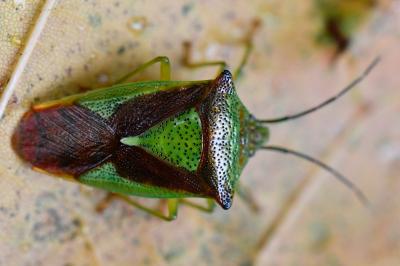 <i>Acanthosoma haemorrhoidale</i>