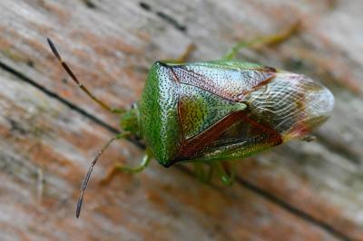 <i>Elasmostethus interstinctus</i>