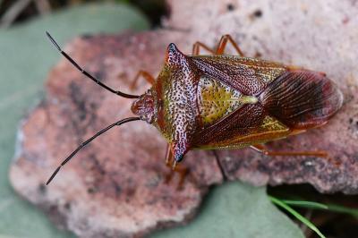 <i>Acanthosoma haemorrhoidale</i>