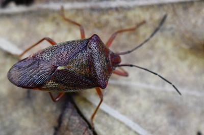 <i>Acanthosoma haemorrhoidale</i>
