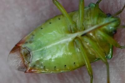 <i>Elasmostethus interstinctus</i>
