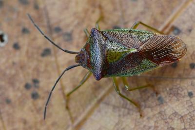 <i>Acanthosoma haemorrhoidale</i>