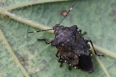 <i>Troilus luridus</i>