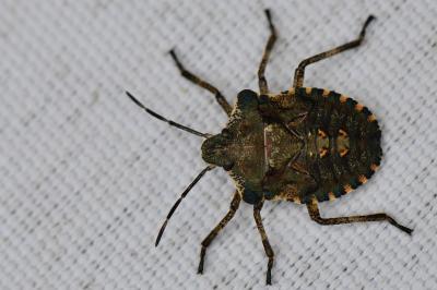 <i>Pentatoma rufipes</i>
