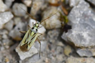 <i>Stenotus binotatus</i>
