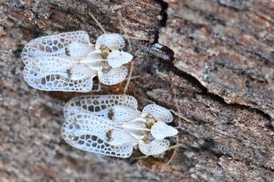 <i>Corythucha ciliata</i>