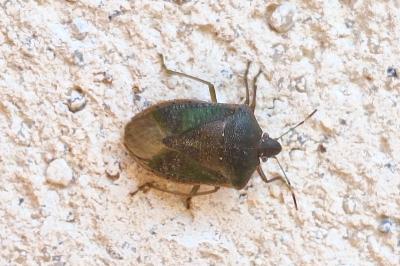 <i>Nezara viridula</i>