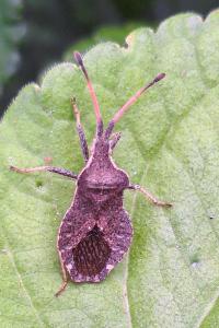 <i>Enoplops scapha</i>