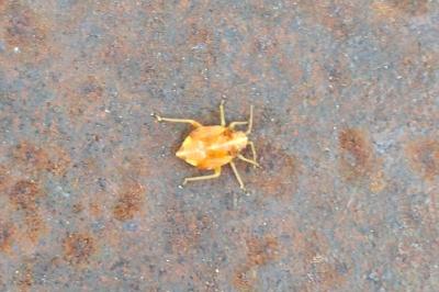 <i>Harpocera thoracica</i>
