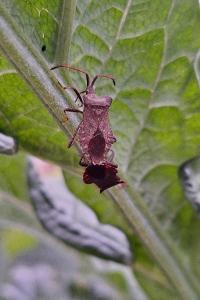 <i>Coreus marginatus</i>