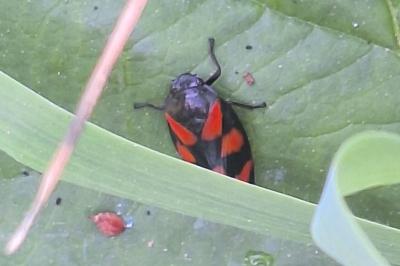 <i>Cercopis vulnerata</i>