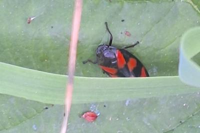 <i>Cercopis vulnerata</i>