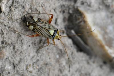<i>Rhabdomiris striatellus</i>