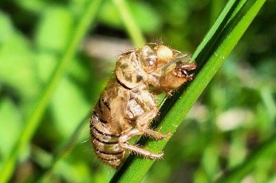<i>Cicadetta montana</i>