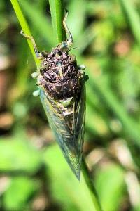 <i>Cicadetta montana</i>