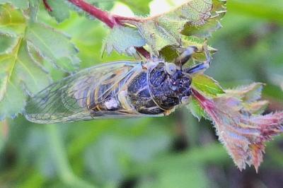 <i>Cicadetta montana</i>