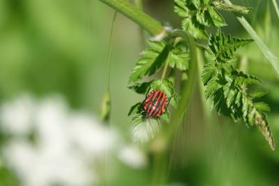 <i>Graphosoma italicum</i>