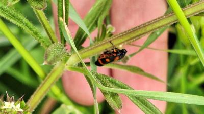 <i>Cercopis intermedia</i>