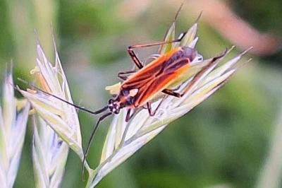 <i>Leptopterna dolabrata</i>