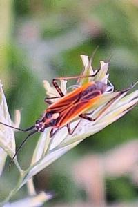 <i>Leptopterna dolabrata</i>