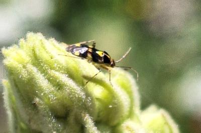 <i>Liocoris tripustulatus</i>