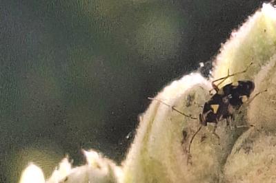 <i>Liocoris tripustulatus</i>