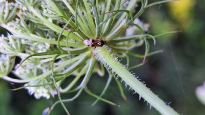 <i>Orthops</i>