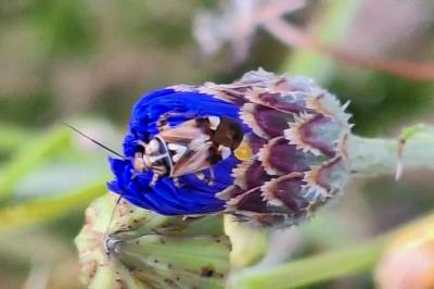 <i>Lygus pratensis</i>