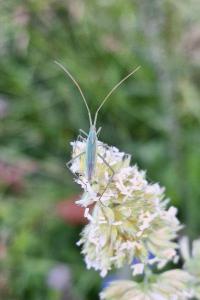 <i>Megaloceroea recticornis</i>