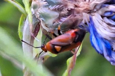 <i>Deraeocoris ruber</i>